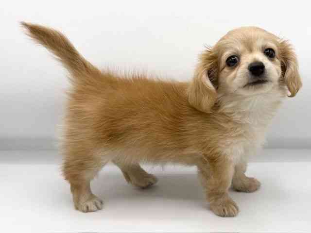 大阪府のチワックス(チワワ×ダックス) (ひごペットフレンドリーららぽーとEXPOCITY店/2025年11月1日生まれ/女の子/クリーム)の子犬の2枚目の画像