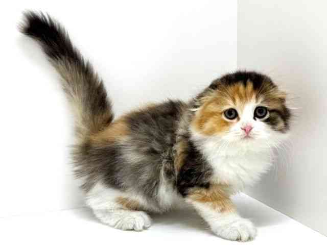 大阪府のスコティッシュフォールド (ひごペットフレンドリーくずはモール店/2025年10月27日生まれ/女の子/ブラウンパッチドタビーホワイト)の子猫の2枚目の画像