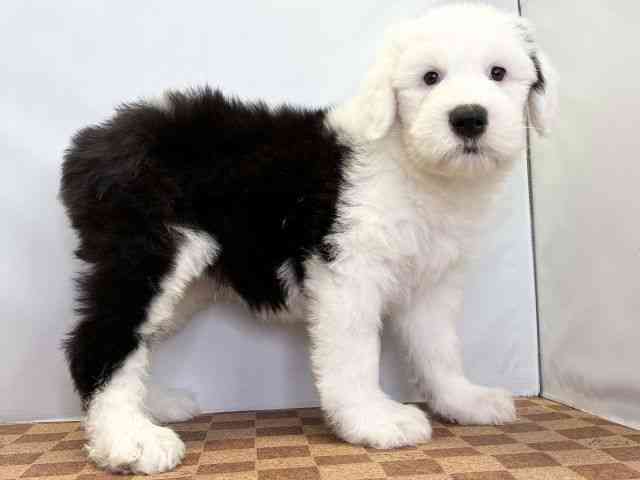 愛媛県のオールドイングリッシュシープドッグ (ひごペットフレンドリーエミフルMASAKI店/2025年11月3日生まれ/男の子/グレーホワイト)の子犬の2枚目の画像