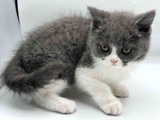 香川県のブリティッシュショートヘアー (ひごペットフレンドリーゆめタウン高松店/2025年11月3日生まれ/男の子/ブルーホワイト)の子猫の2枚目の画像