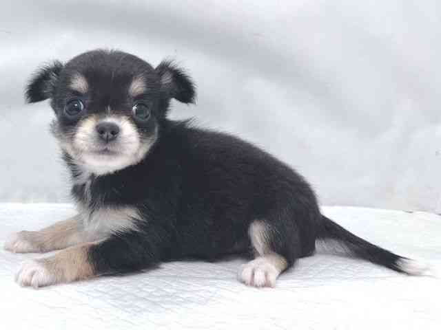 大阪府のチワワ(ロング) (ひごペットフレンドリー堺プラットプラット店/2025年11月3日生まれ/女の子/ブラックタンホワイト)の子犬の2枚目の画像