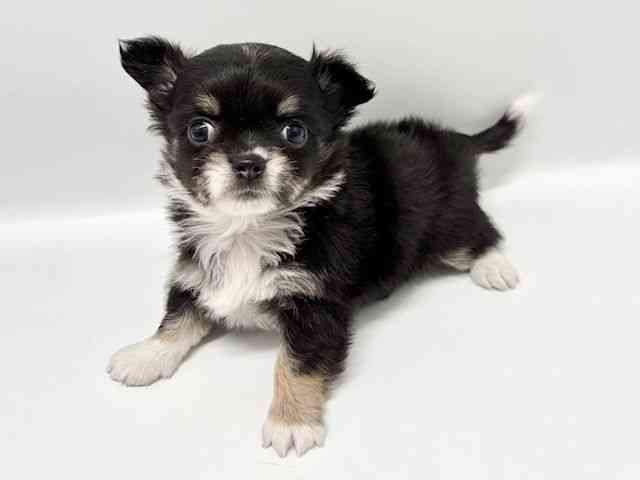 大阪府のチワワ(ロング) (ひごペットフレンドリーイオンタウン豊中庄内店/2025年11月3日生まれ/男の子/ブラックタンホワイト)の子犬の2枚目の画像