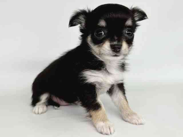 大阪府のチワワ(ロング) (ひごペットフレンドリー瓜破店/2025年11月3日生まれ/女の子/ブラックタンホワイト)の子犬の2枚目の画像