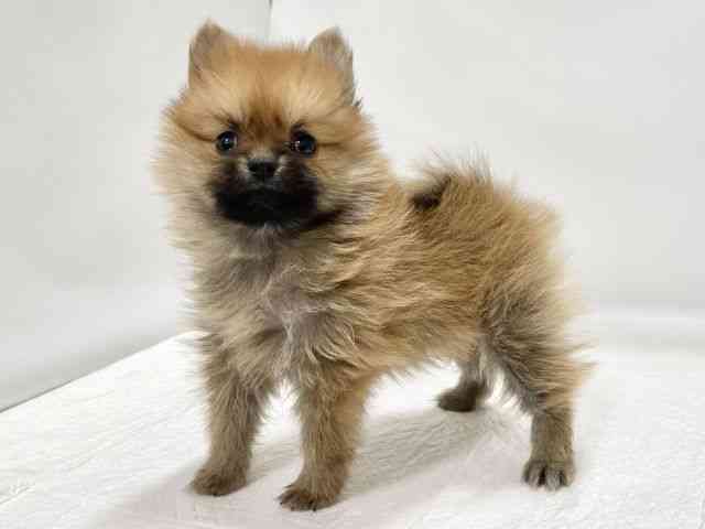 高知県のポメラニアン (ひごペットフレンドリーイオンモール高知店/2025年11月3日生まれ/女の子/オレンジ)の子犬の2枚目の画像