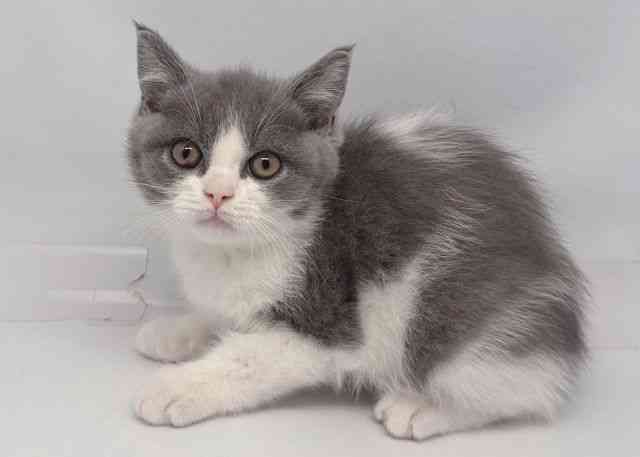 鳥取県のブリティッシュショートヘアー (ひごペットフレンドリーイオンモール鳥取北店/2025年11月2日生まれ/男の子/ブルーホワイト)の子猫の2枚目の画像