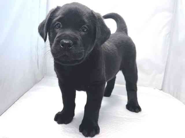 大阪府のラブラドールレトリーバー (ひごペットフレンドリー堺プラットプラット店/2025年11月3日生まれ/女の子/ブラック)の子犬の2枚目の画像