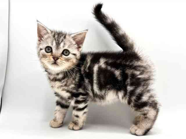 奈良県のアメリカンショートヘアー (ひごペットフレンドリー田原本店/2025年11月1日生まれ/女の子/シルバータビー)の子猫の2枚目の画像