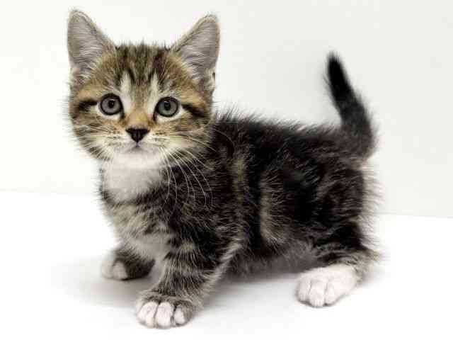 大阪府のマンチカン (ひごペットフレンドリーくずはモール店/2025年10月26日生まれ/男の子/ブラウンタビーホワイト)の子猫の2枚目の画像