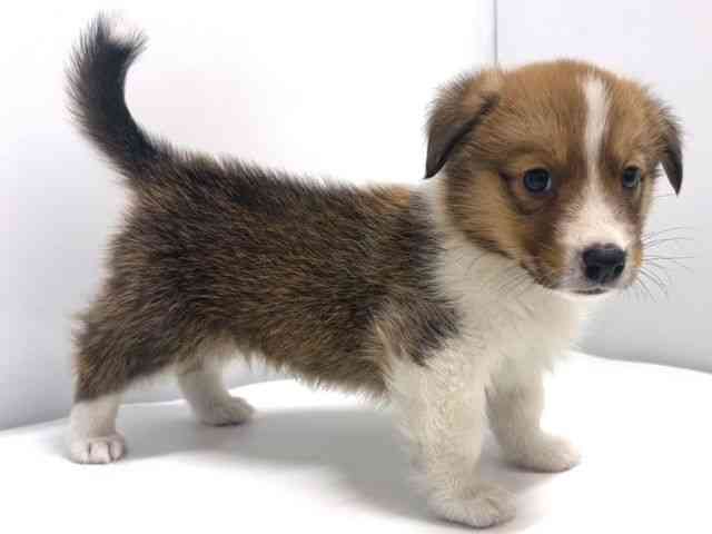 奈良県のハーフ犬・ミックス犬 (ひごペットフレンドリー奈良パワーシティ店/2025年11月2日生まれ/男の子/セーブル)の子犬の2枚目の画像