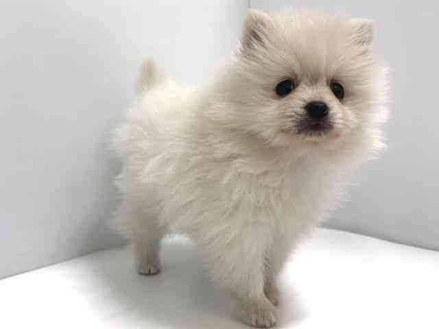 奈良県のポメラニアン (ひごペットフレンドリー奈良パワーシティ店/2025年11月1日生まれ/男の子/ホワイト)の子犬の2枚目の画像