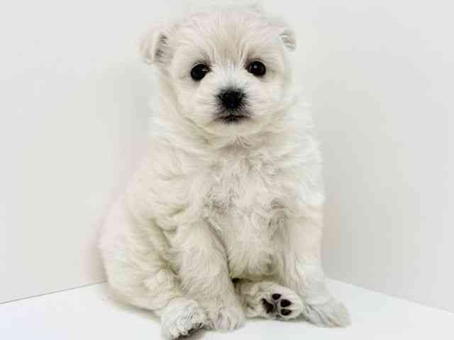 大阪府のビションプー(ビションフリーゼ×プードル) (ひごペットフレンドリーいこらもーる泉佐野店/2025年11月2日生まれ/女の子/クリーム)の子犬の2枚目の画像