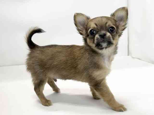 愛媛県のチワワ(ロング) (ひごペットフレンドリーイオンモール今治新都市店/2025年11月2日生まれ/男の子/レッドホワイト)の子犬の2枚目の画像