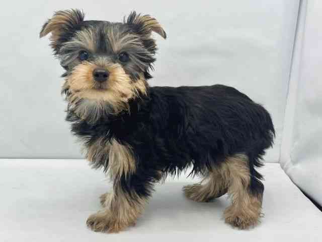 大阪府のヨークシャーテリア (ひごペットフレンドリーイトーヨーカドー津久野店/2025年11月2日生まれ/男の子/スチールブルータン)の子犬の2枚目の画像