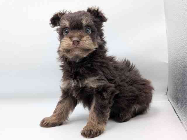 香川県のポメプー(ポメラニアン×プードル) (ひごペットフレンドリーゆめタウン高松店/2025年10月29日生まれ/男の子/チョコレートタン)の子犬の2枚目の画像