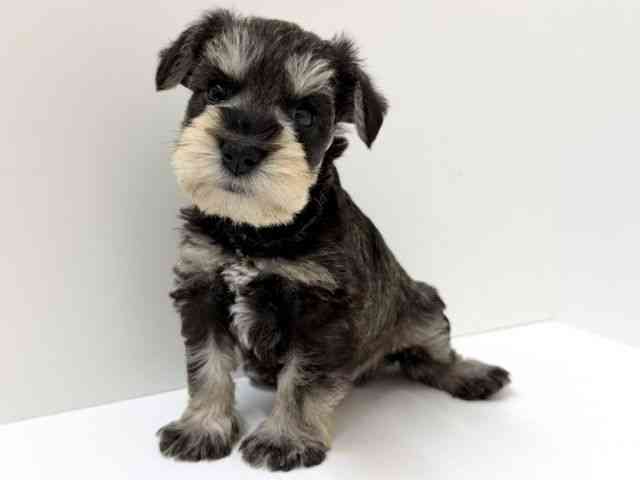 兵庫県のミニチュアシュナウザー (ひごペットフレンドリーブルメールHAT神戸店/2025年11月3日生まれ/男の子/ソルトペッパー)の子犬の2枚目の画像