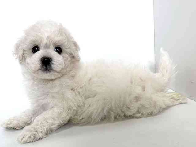 大阪府のビションフリーゼ (ひごペットフレンドリーアクロスプラザ住之江店/2025年11月1日生まれ/男の子/ホワイト)の子犬の2枚目の画像