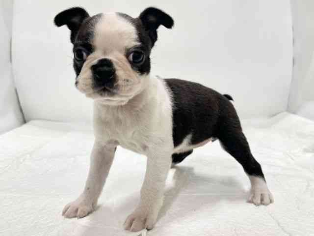 高知県のボストンテリア (ひごペットフレンドリーイオンモール高知店/2025年11月2日生まれ/女の子/ボストンカラー)の子犬の2枚目の画像