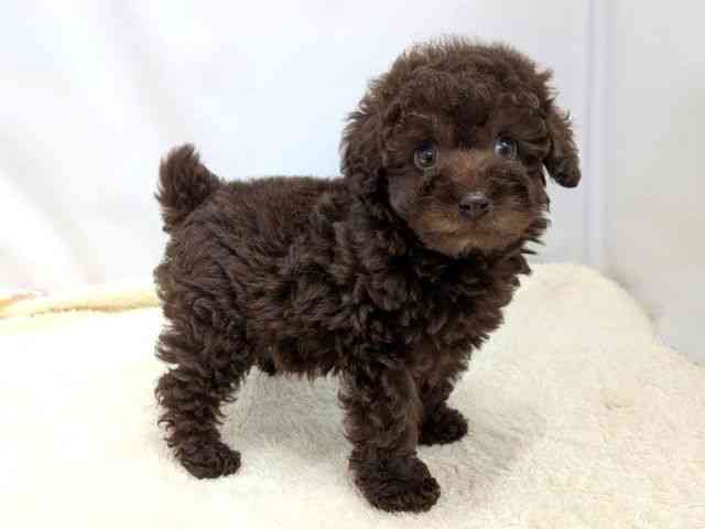 広島県のトイプードル(トイ) (ひごペットフレンドリーゆめタウン廿日市店/2025年11月3日生まれ/男の子/ブラウン)の子犬の2枚目の画像