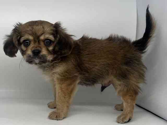 徳島県のキャバチワ/チワキャバ(キャバリア×チワワ) (ひごペットフレンドリーゆめタウン徳島店/2025年11月2日生まれ/男の子/レッド)の子犬の2枚目の画像