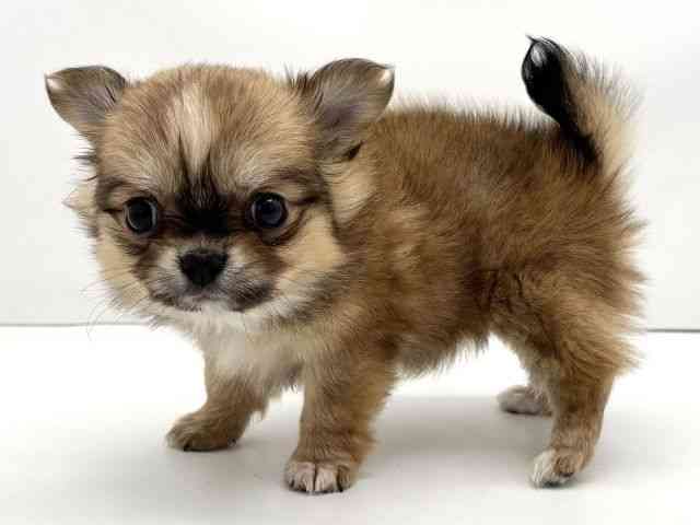 兵庫県のポメチワ/チワポメ/ポメチー(ポメラニアン×チワワ) (ひごペットフレンドリークラウンパーク伊丹店/2025年11月2日生まれ/女の子/レッドホワイト)の子犬の2枚目の画像