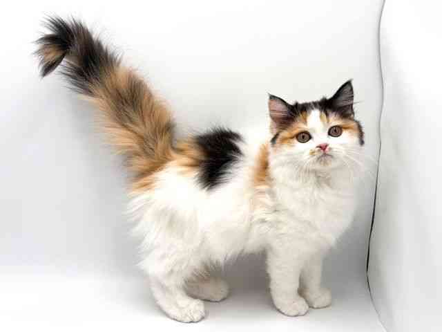 奈良県のマンチカン (ひごペットフレンドリー田原本店/2025年10月27日生まれ/女の子/キャリコ)の子猫の2枚目の画像