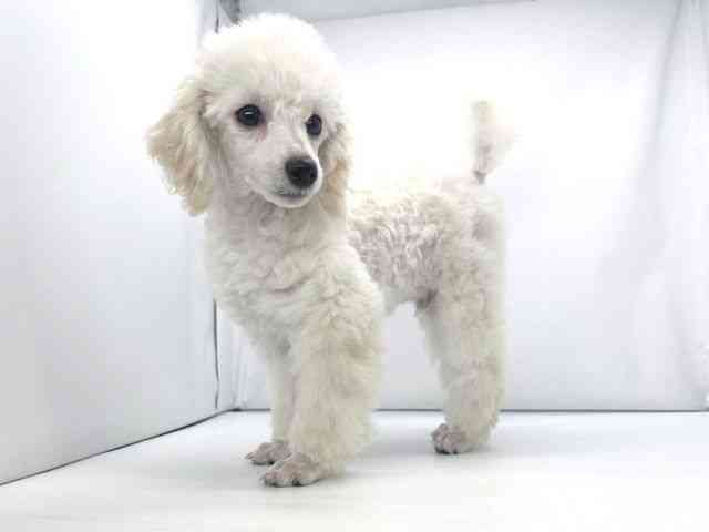 兵庫県のトイプードル(トイ) (ひごペットフレンドリーイオンタウン加古川店/2025年11月3日生まれ/男の子/ホワイト)の子犬の2枚目の画像