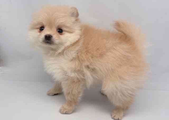 鳥取県のポメラニアン (ひごペットフレンドリーイオンモール鳥取北店/2025年11月2日生まれ/男の子/クリーム)の子犬の2枚目の画像