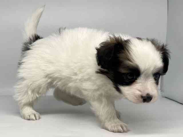 徳島県のパピヨン (ひごペットフレンドリーゆめタウン徳島店/2025年11月3日生まれ/男の子/ホワイトブラウン)の子犬の2枚目の画像