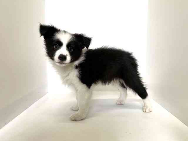 大阪府のボーダーコリー (ひごペットフレンドリーアクロスプラザ住之江店/2025年11月3日生まれ/男の子/ブラックホワイト)の子犬の2枚目の画像