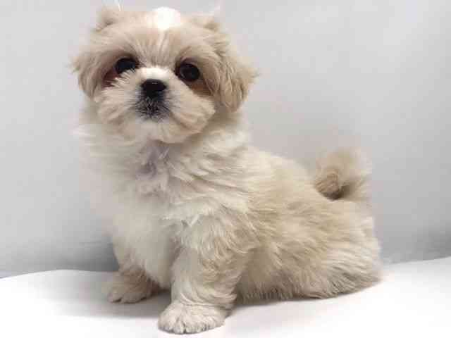 奈良県のペキマル/マルペキ(ペキニーズ×マルチーズ) (ひごペットフレンドリー奈良パワーシティ店/2025年11月3日生まれ/女の子/クリーム)の子犬の2枚目の画像