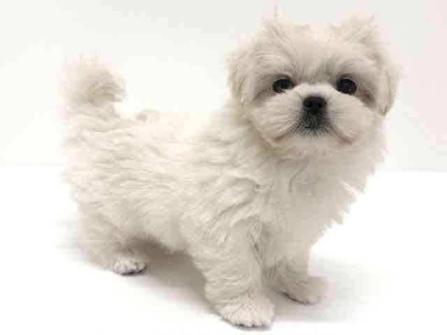 大阪府のペキマル/マルペキ(ペキニーズ×マルチーズ) (ひごペットフレンドリーくずはモール店/2025年11月3日生まれ/男の子/クリーム)の子犬の2枚目の画像