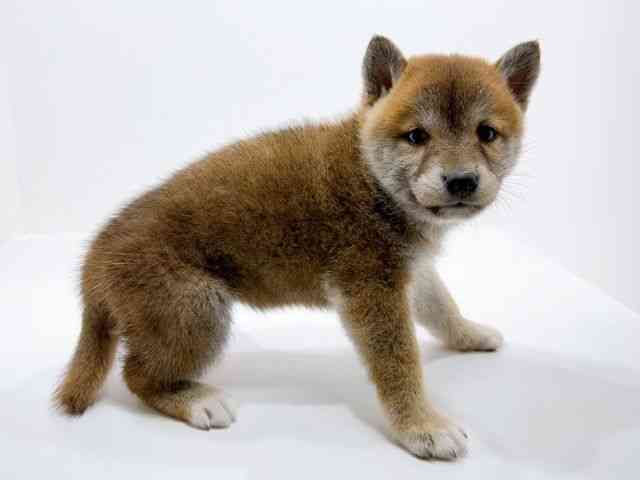 広島県の柴犬(標準サイズ) (ひごペットフレンドリーフジグラン神辺店/2025年11月3日生まれ/女の子/赤)の子犬の2枚目の画像