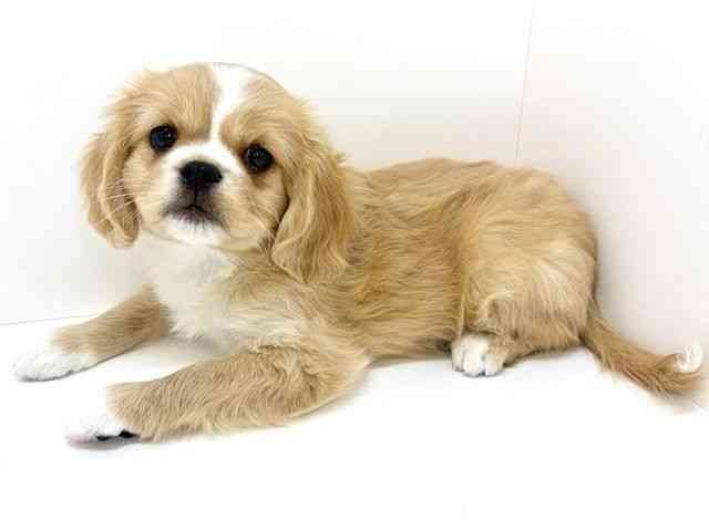 大阪府のハーフ犬・ミックス犬 (ひごペットフレンドリーいこらもーる泉佐野店/2025年11月3日生まれ/男の子/ブレンハイム)の子犬の2枚目の画像