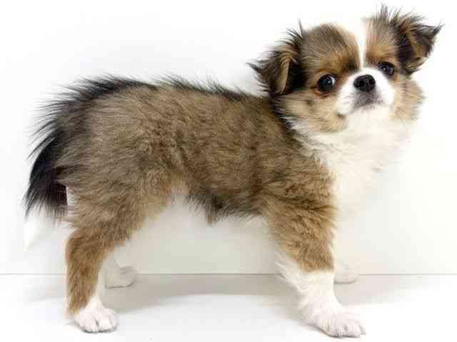 大阪府のハーフ犬・ミックス犬 (ひごペットフレンドリーいこらもーる泉佐野店/2025年11月1日生まれ/男の子/レッドホワイト)の子犬の2枚目の画像