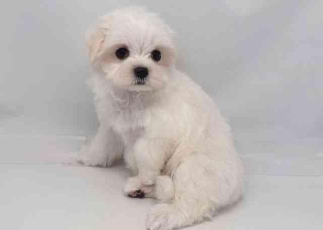 鳥取県のマルチーズ (ひごペットフレンドリーイオンモール鳥取北店/2025年11月3日生まれ/女の子/ホワイト)の子犬の2枚目の画像