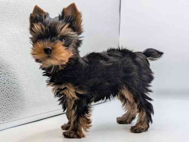 香川県のヨークシャーテリア (ひごペットフレンドリーゆめタウン高松店/2025年11月2日生まれ/男の子/スチールブルータン)の子犬の2枚目の画像