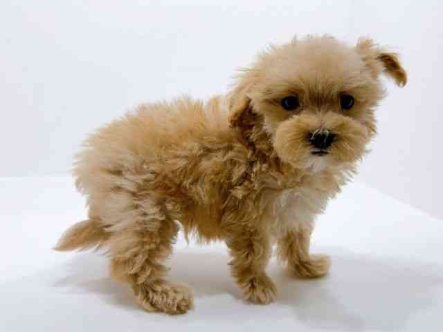 広島県のマルプー(マルチーズ×プードル) (ひごペットフレンドリーフジグラン神辺店/2025年11月1日生まれ/男の子/クリーム)の子犬の2枚目の画像