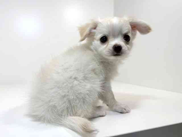 兵庫県のチワワ(ロング) (ひごペットフレンドリーイトーヨーカドー明石店/2025年11月2日生まれ/男の子/ホワイト)の子犬の2枚目の画像