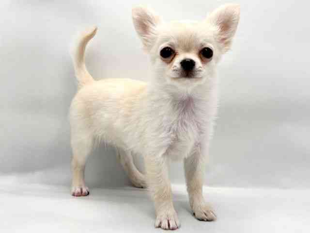 大阪府のチワワ(ロング) (ひごペットフレンドリー東淀川店/2025年11月3日生まれ/女の子/ホワイト)の子犬の2枚目の画像