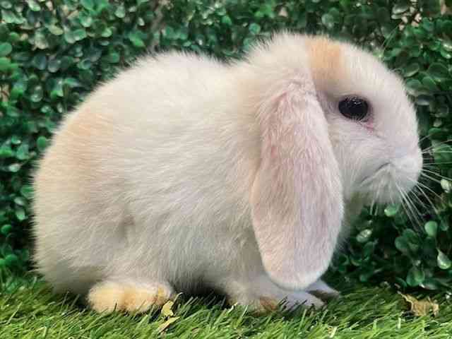 ロップイヤー[ドワーフロップイヤー] | ひごペットフレンドリー