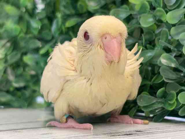 サザナミインコ[クリームイノ] | ひごペットフレンドリー 【 公式サイト 】