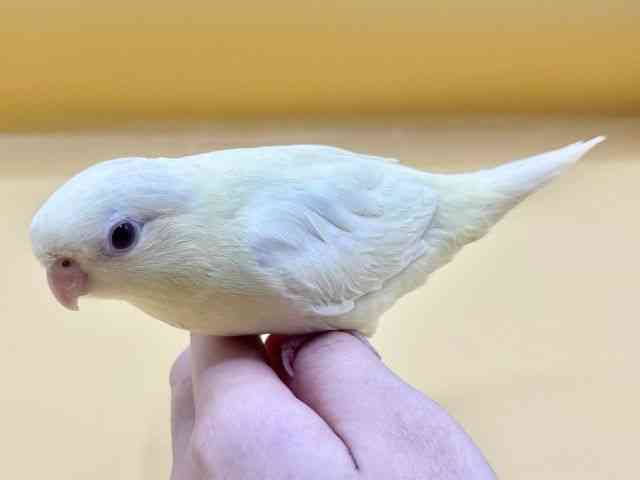 サザナミインコ[【クリームイノ】] | ひごペットフレンドリー 【 公式