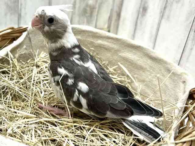 オカメインコ[オカメインコ ホワイトフェイスパイド] | ひごペット