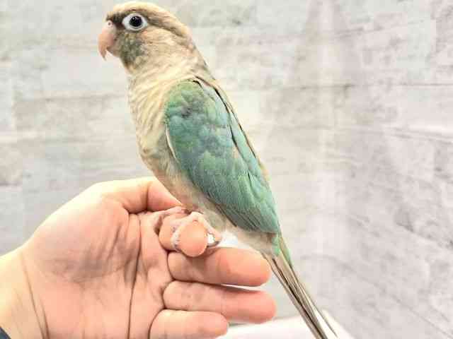 ホオミドリアカオウロコインコ[【カラー】ブルーシナモン] | ひご