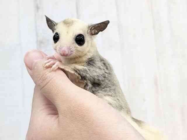 フクロモモンガ[【モザイク】フェスタ開催中！2026年2月23日まで特別