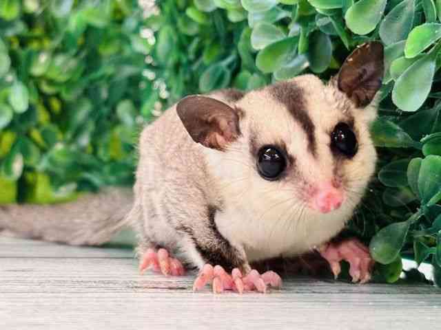 フクロモモンガ[【カラー】ホワイトフェイス] | ひごペット