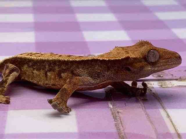 クレステッドゲッコー | ひごペットフレンドリー 【 公式サイト 】