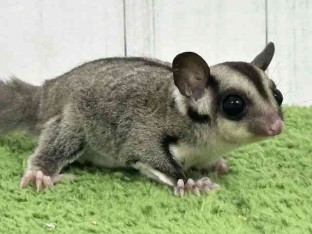 フクロモモンガ[【ノーマル】] | ひごペットフレンドリー 【 公式サイト 】