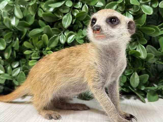 ミーアキャット[顔が天使？！ ミーアキャット] | ひごペット