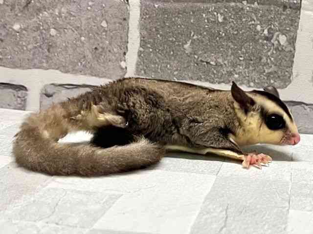 フクロモモンガ[ホワイトフェイス] | ひごペットフレンドリー 【 公式